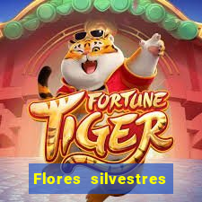 Flores silvestres brasileiras brasileiras flores silvestres nomes e imagens